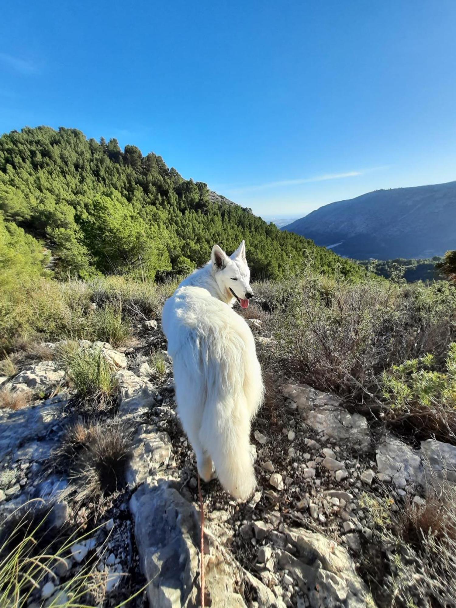Finca Oliva Bolulla Dış mekan fotoğraf