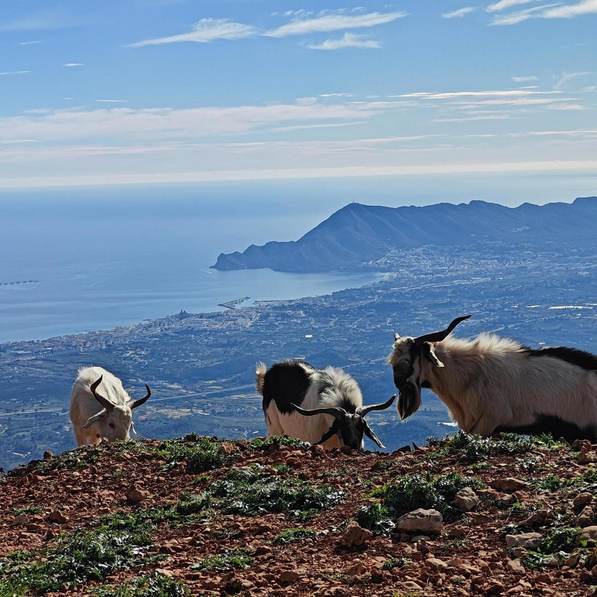 Finca Oliva Bolulla Dış mekan fotoğraf