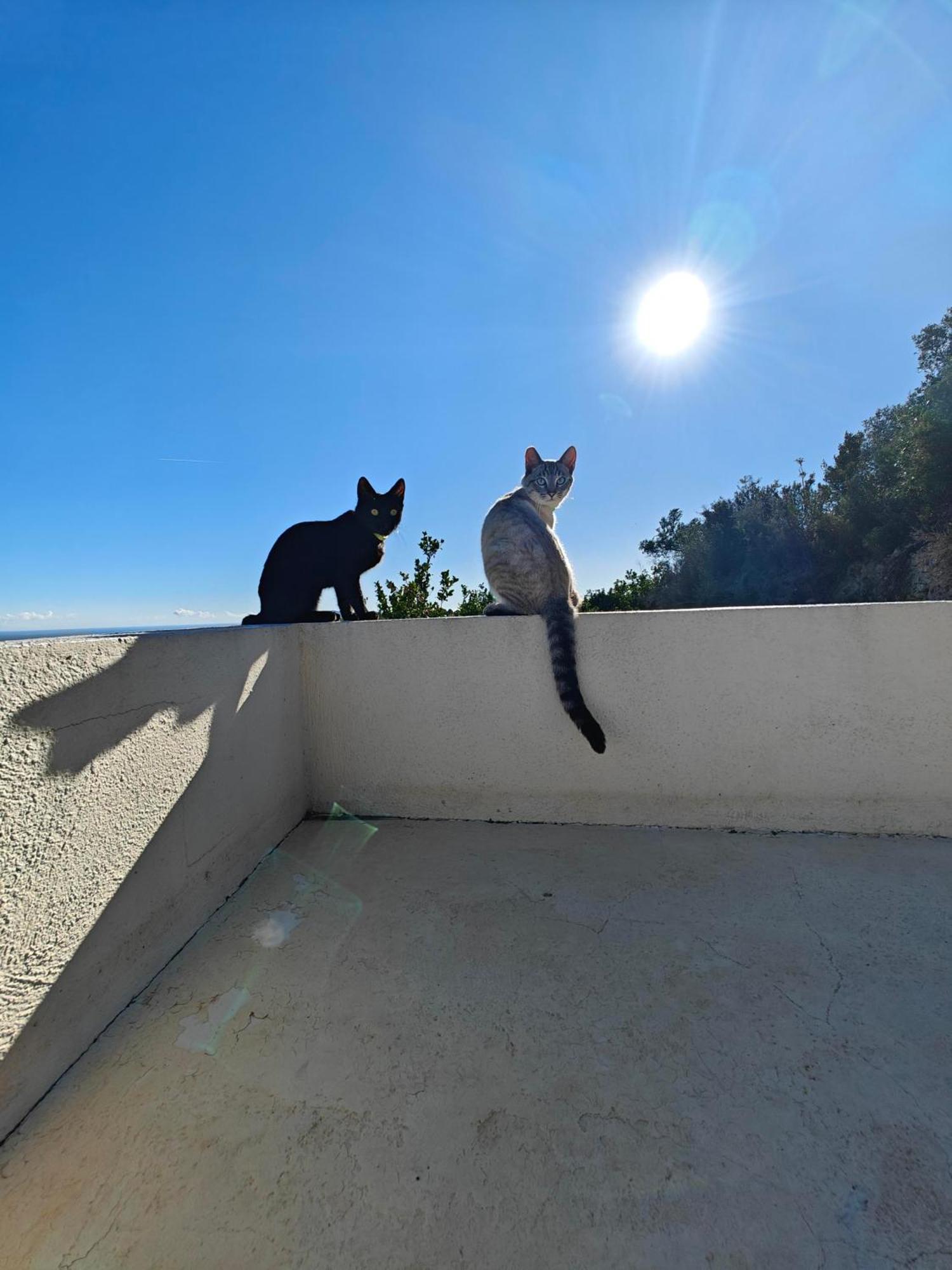 Finca Oliva Bolulla Dış mekan fotoğraf