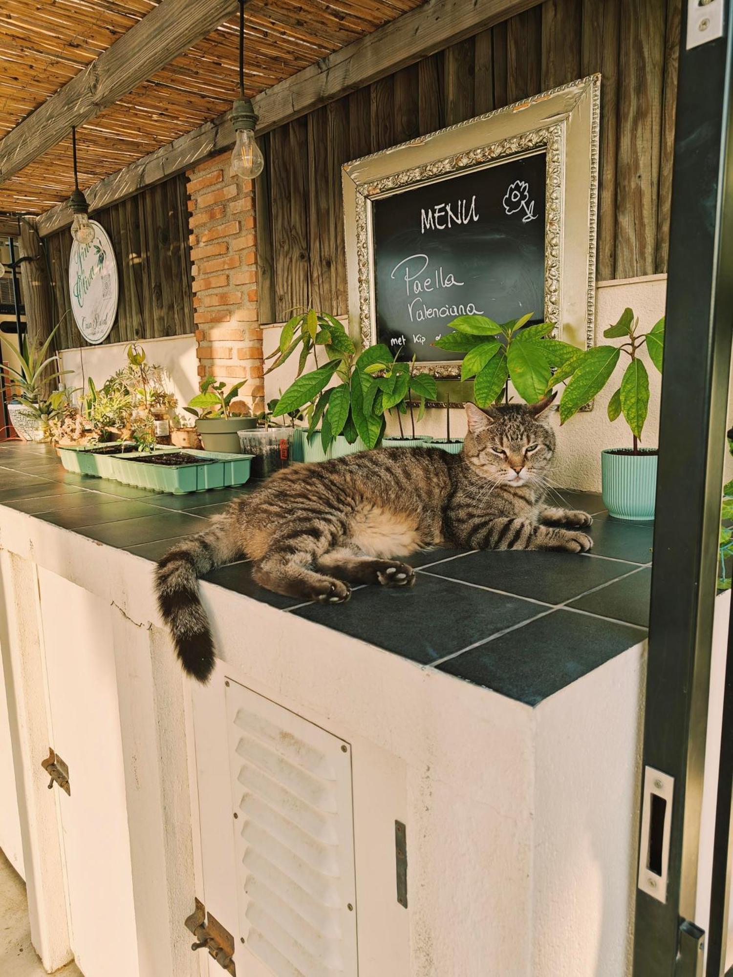 Finca Oliva Bolulla Dış mekan fotoğraf