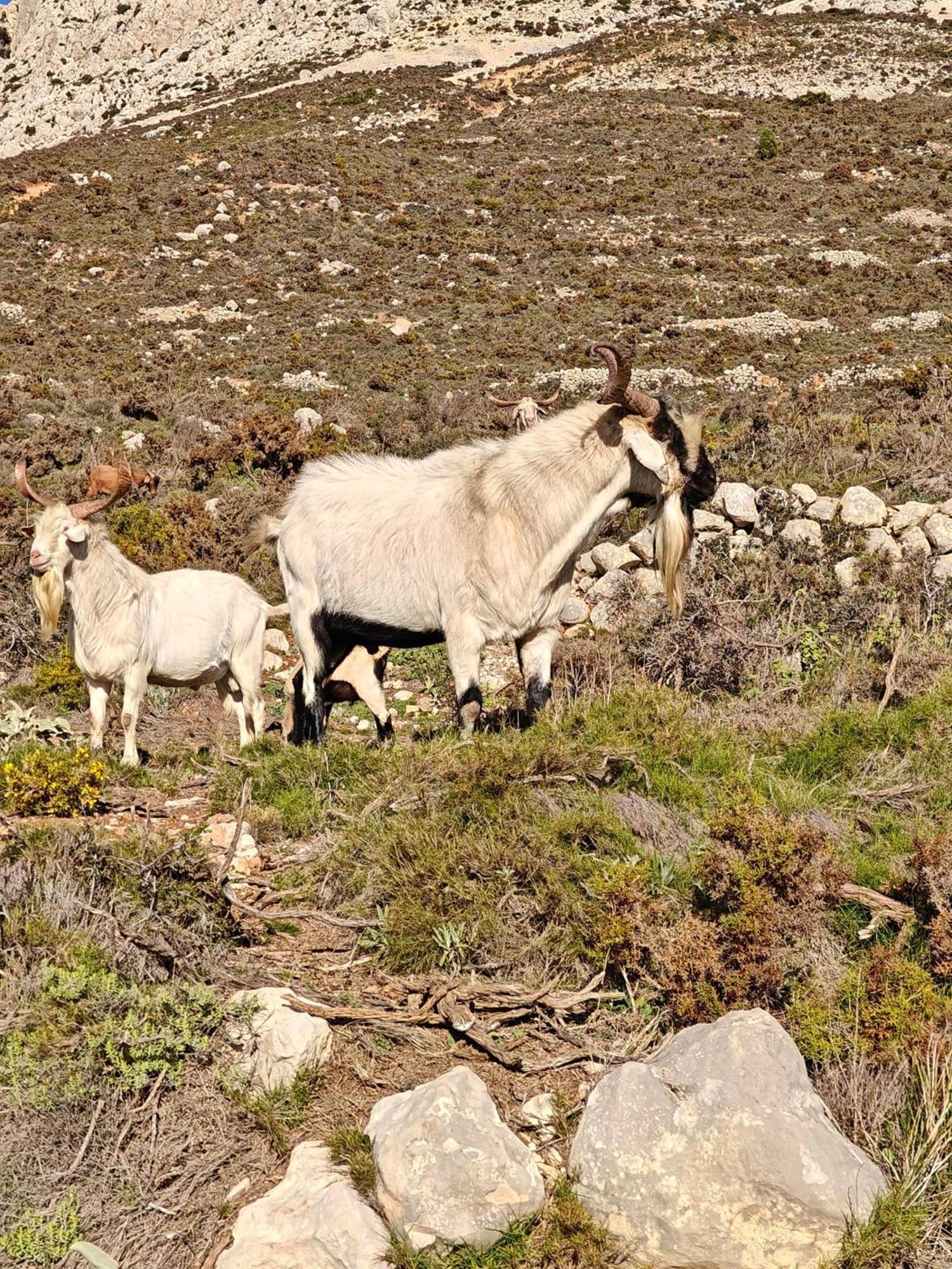 Finca Oliva Bolulla Dış mekan fotoğraf