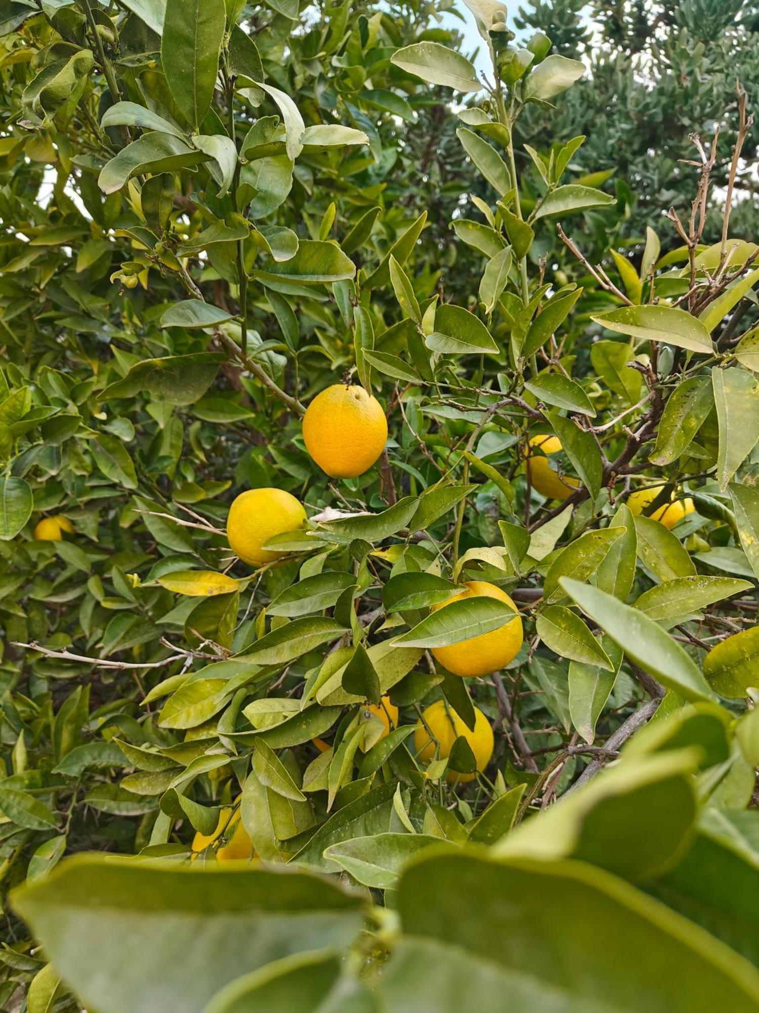 Finca Oliva Bolulla Dış mekan fotoğraf