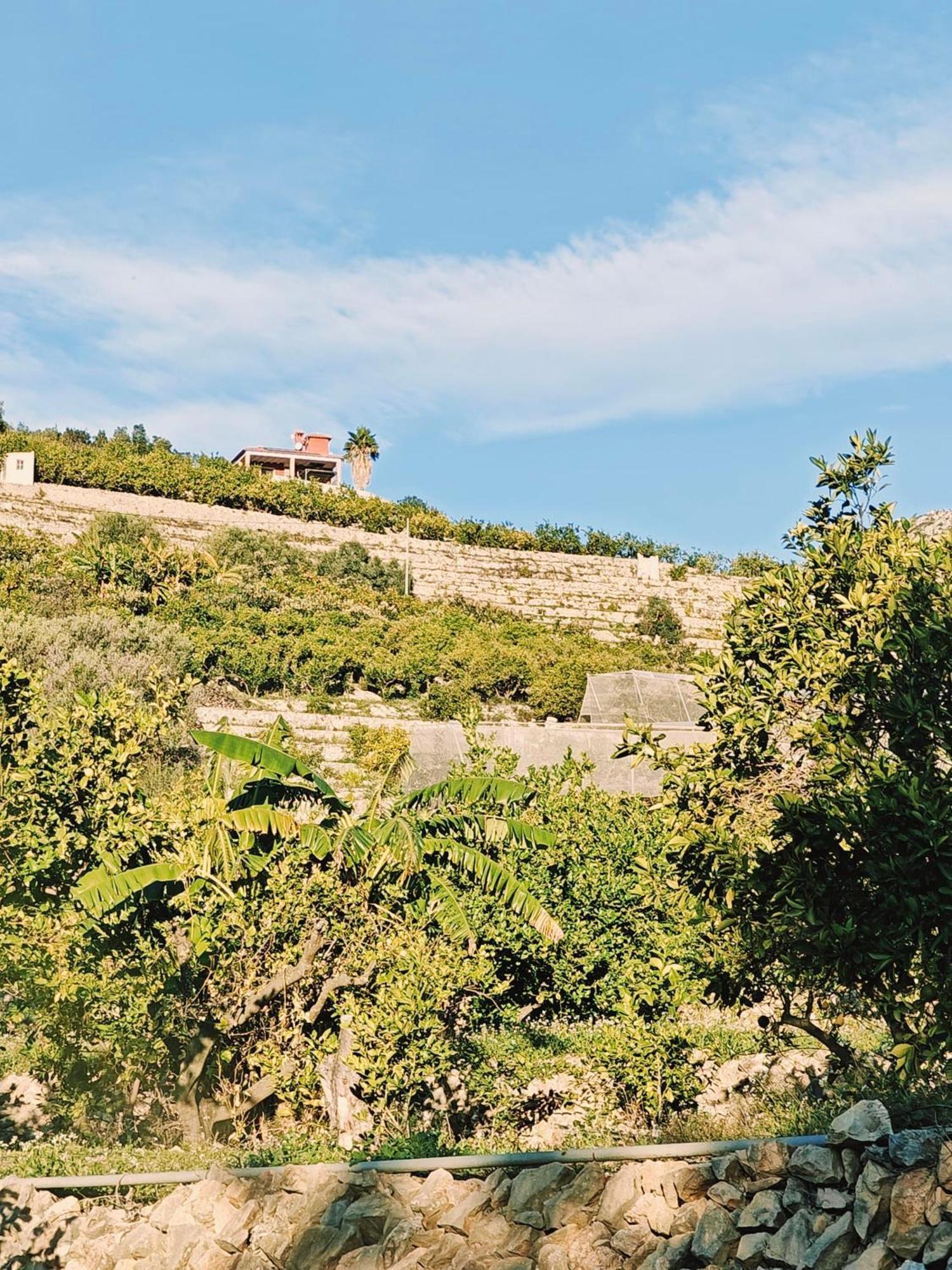 Finca Oliva Bolulla Dış mekan fotoğraf