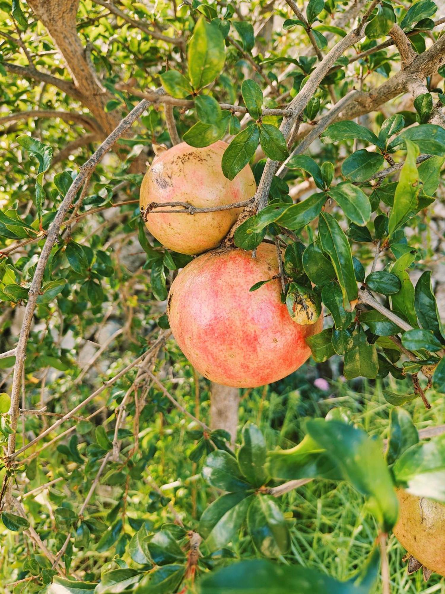 Finca Oliva Bolulla Dış mekan fotoğraf
