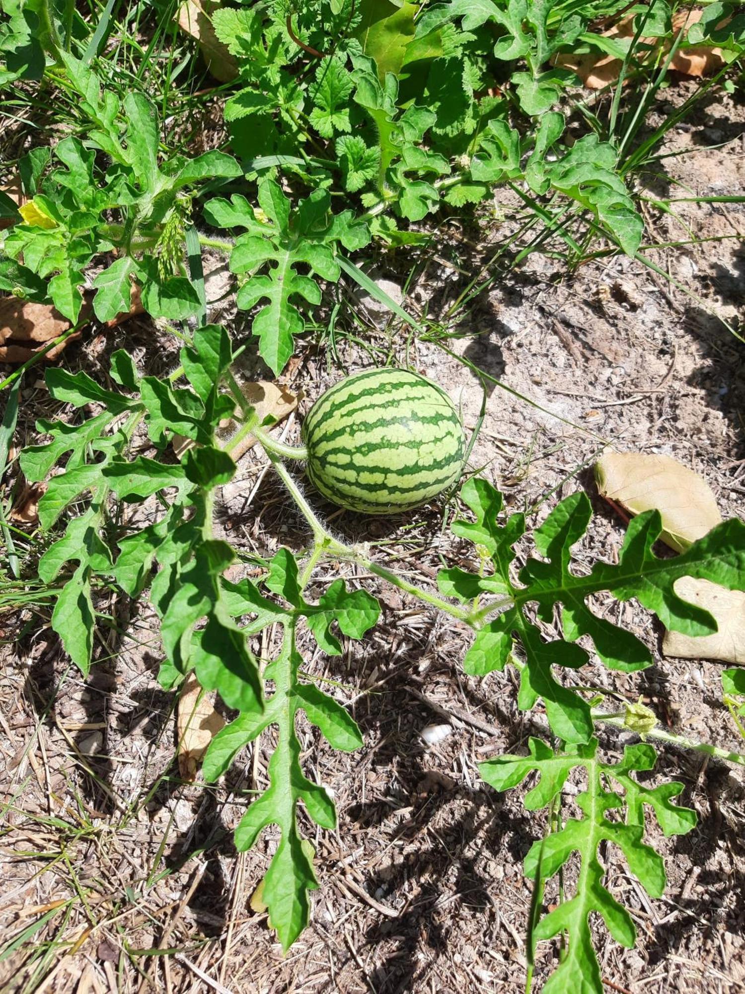 Finca Oliva Bolulla Dış mekan fotoğraf